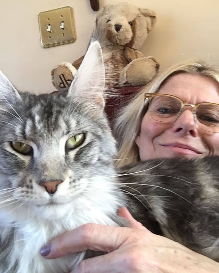 Happy Maine Coon Family